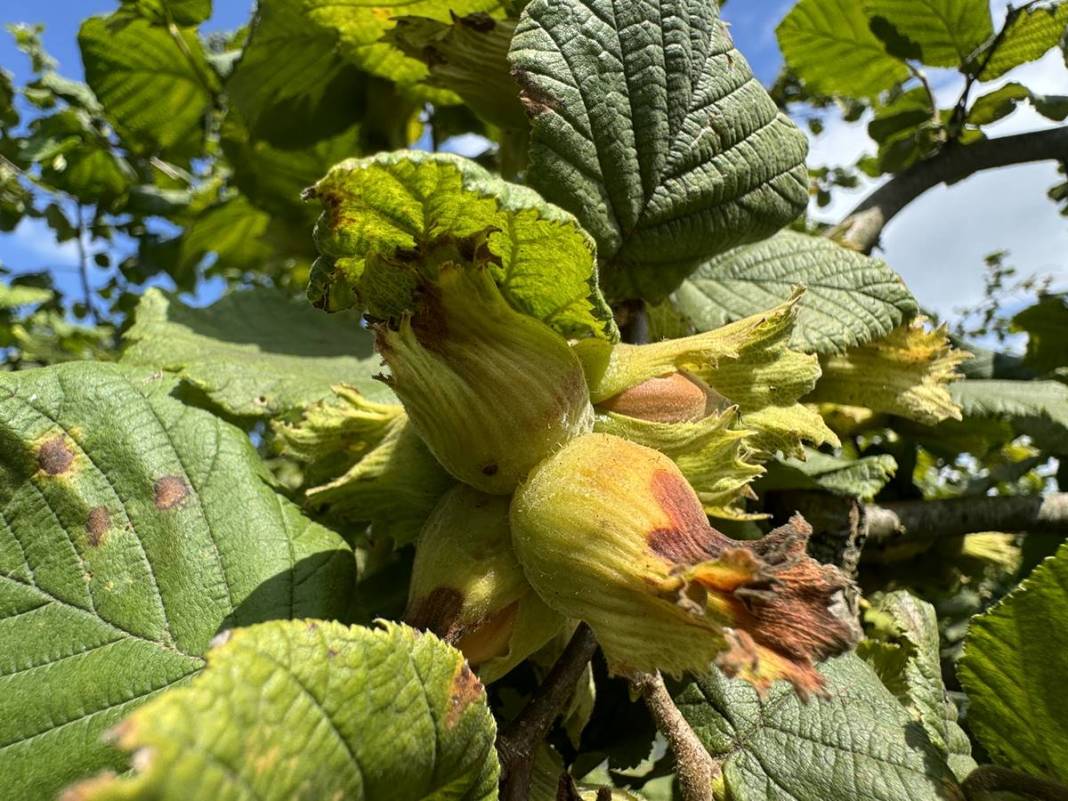 Yurt dışına tonlarca ihraç ediliyor: Hasat başladı! Fındıkta rekor rekolte bekleniyor 9
